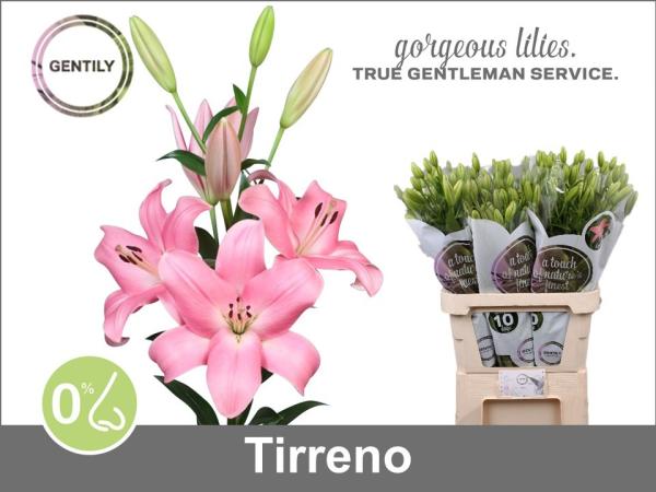 Lilie LA TIRRENO, rosa - 1 Stiel